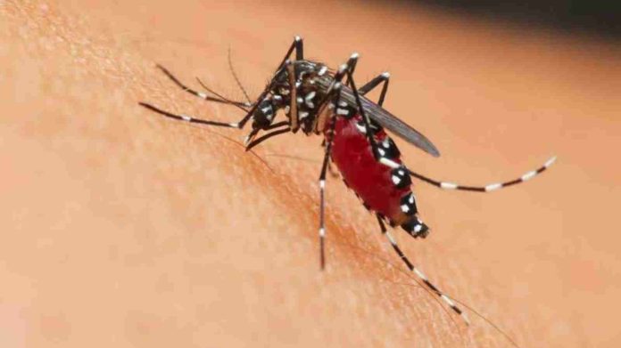 Autoridades sanitarias prevén para 2024 una epidemia fuerte de dengue en Michoacán