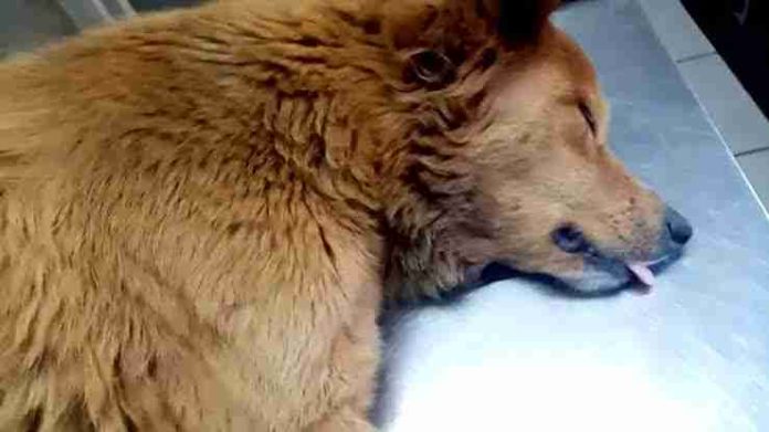Perrita de la Colonia Misión del Valle en Morelia, murió por abuso sexual