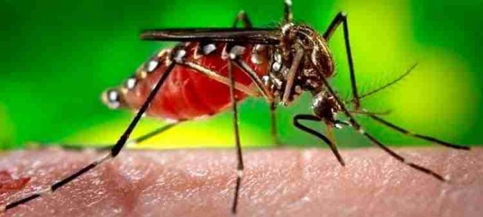 En Morelia se han detectado 400 casos de Dengue y 900 son posibles prospectos