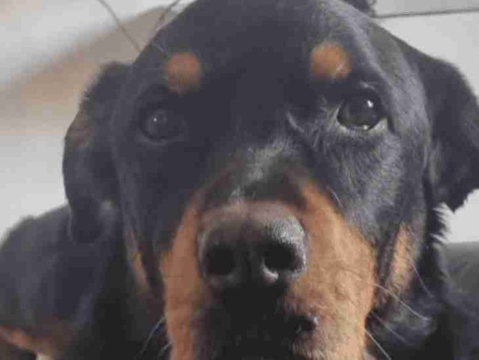 #Video: Vecino rocía acido a Sbanch, un perro que descansaba en el patio