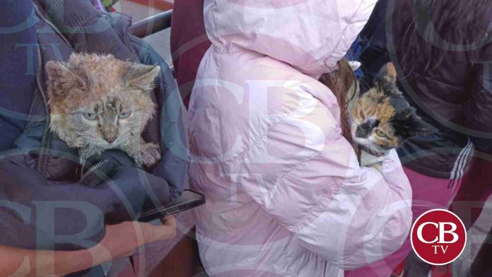Dos gatitos sobreviven al incendio del Mercado San Juan