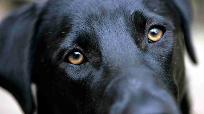 Detonan cohete en rostro de perrito en Guanajuato; lo reportan delicado