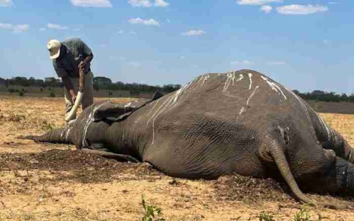 Decenas de elefantes murieron de sed tras sequía en Zimbabue