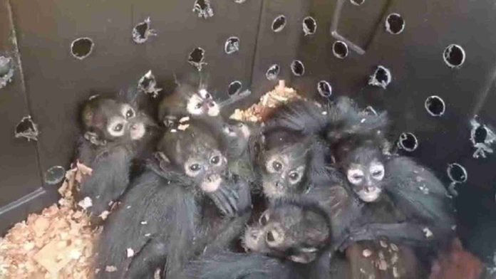 Rescatan a 20 monos araña bebés dentro de un autobús en Chiapas