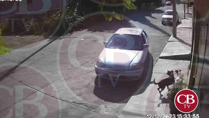 Drogado intenta arrollar a dos perritos y luego discute con adulta mayor