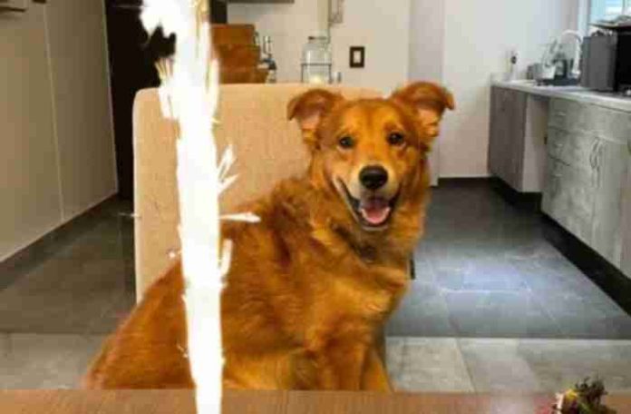 Exigen justicia para perrito que murió en guardería de CDMX