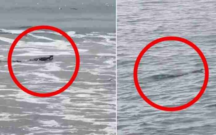 VIDEO: Cocodrilos sorprenden a turistas en Ixtapa Zihuatanejo; autoridades emiten alerta