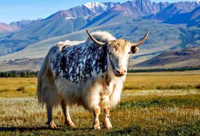 China clona vacas y salva a la especie de su extinción total