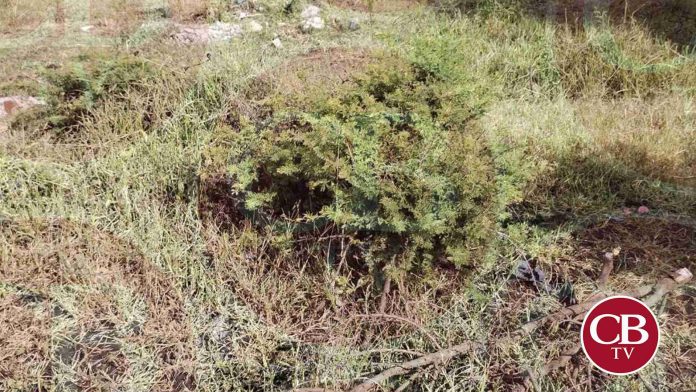 Hallan restos humanos en Peribán