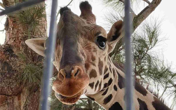 Inicia el traslado de la jirafa Benito al Africam Safari de Puebla