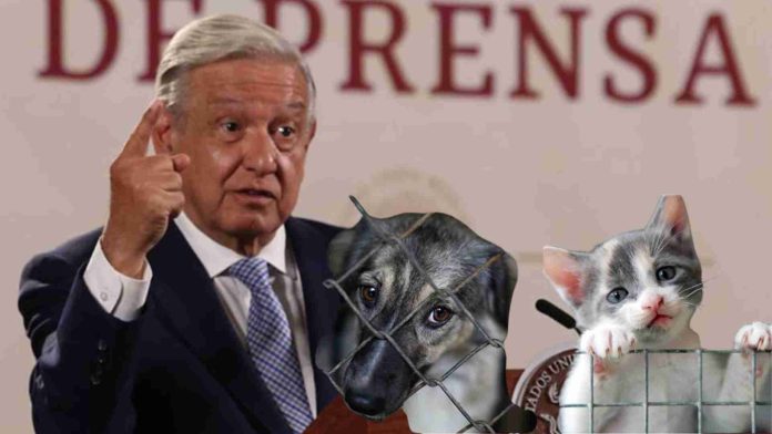 AMLO propondrá prohibir el maltrato animal en la Constitución