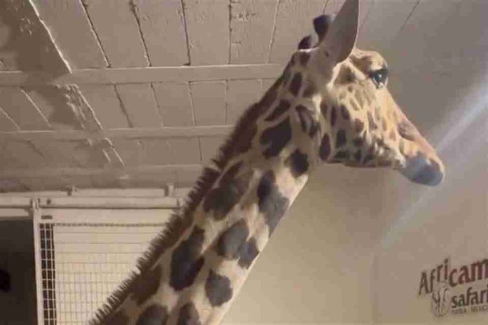 Jirafa Benito llega tras más de 30 horas a Africam Safari