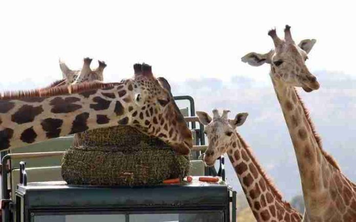 Jirafa Benito se integra a su nueva familia en Africam Safari