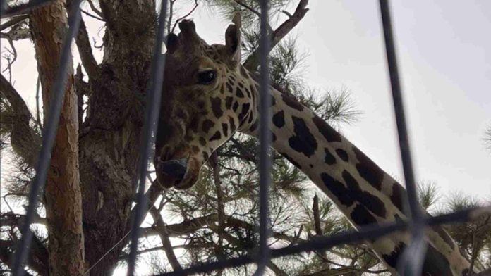 Jirafa ‘Benito’, congelada de frío en Chihuahua