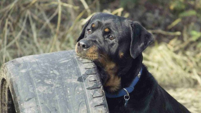 Joven muere atacado por sus cinco perros rottweiler