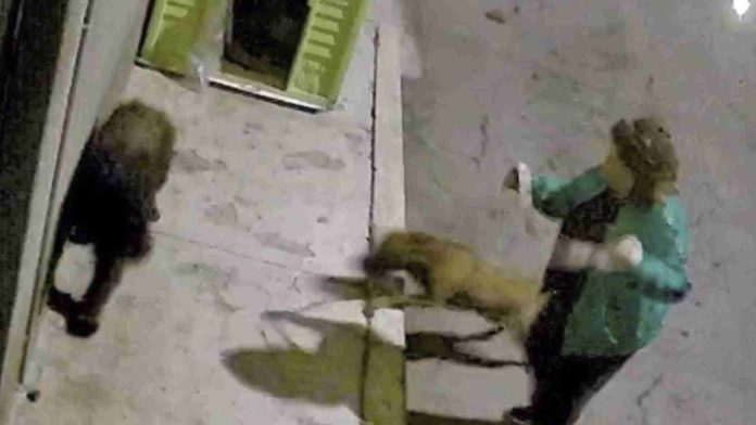 Mujer echa a pelear a su perro con otro callejero