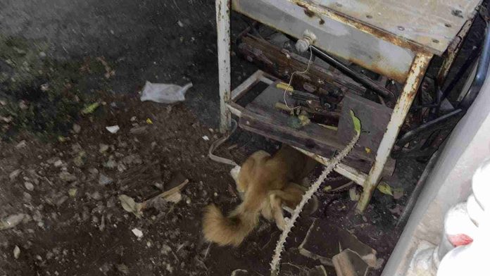 Perrito asustado por pirotecnia provoca fuga de gas