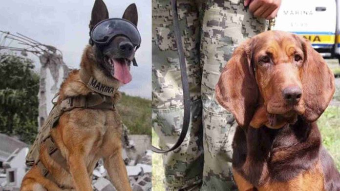 Perritos rescatistas de la Marina se jubilan tras años de servicio
