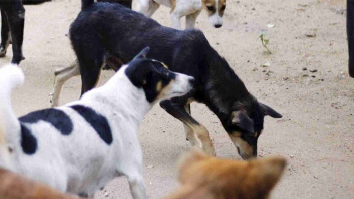Perros paseaban y devoraban partes humanas en plena calle de Zacatecas