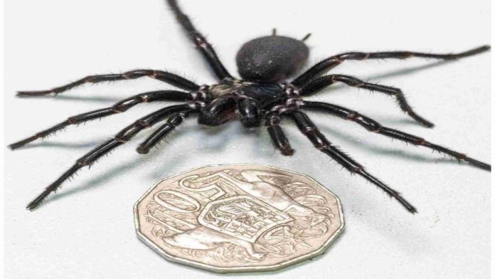 Australia registra la araña más peligrosa del mundo.