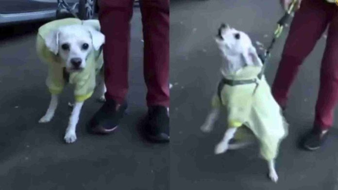 Reportero es mordido por un perrito en plena transmisión en vivo