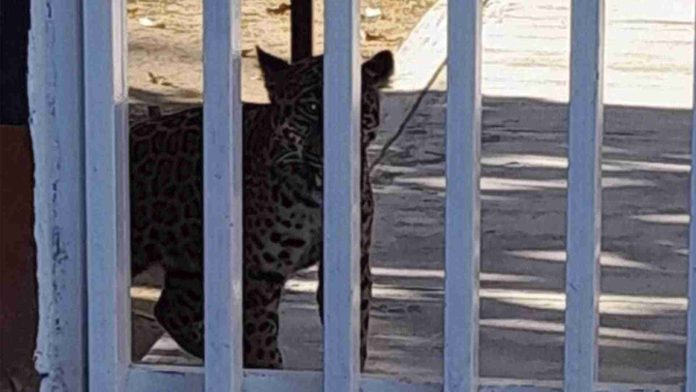 Rescatan cría de jaguar; fue hallado al interior de un jardín de niños en Tepic