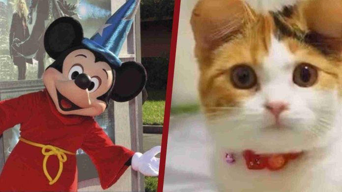 Veterinarias mutilan orejas a perros y gatos para darles forma de Mickey Mouse