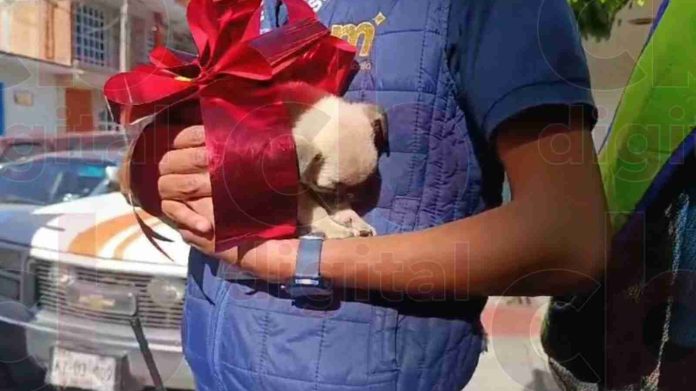CAA decomisa perrito en tianguis de la Avenida Pedregal