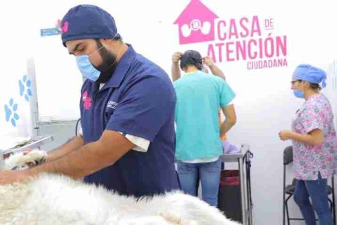 Esterilizaciones y consultas veterinarias ofrece la agrupación Mano a Mano en Morelia