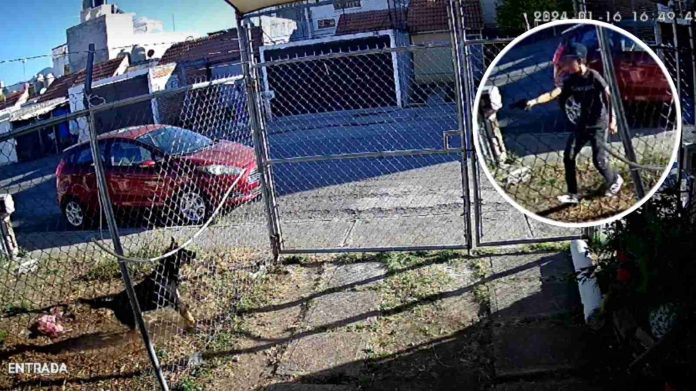 Imágenes Fuertes: Adolescente dispara a perrito callejero en Morelia