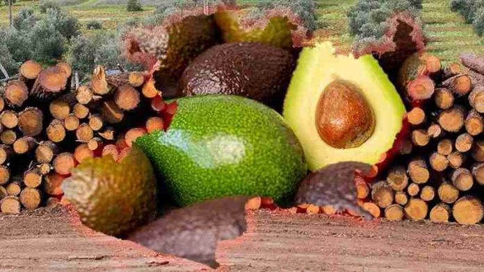 Fiebre del aguacate acaba con medio ambiente de Michoacán: Gobierno rebasado por deforestación y saqueo de agua