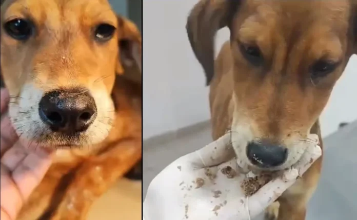 Le amarran liga en lengua a perrita de cuatro meses y se la amputan
