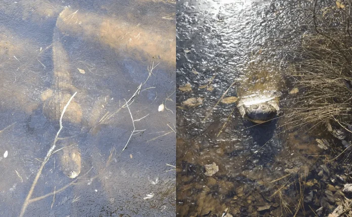 Cocodrilos congelados en lago causan terror en el norte