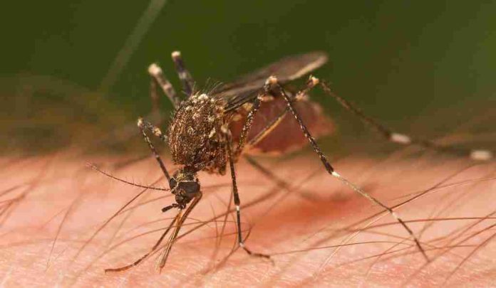 Médicos advierten situación crítica en Acapulco por dengue