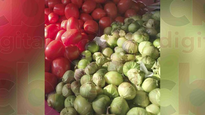 Incrementa precio del tomate verde a $40 el kilo en Morelia