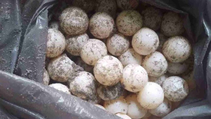 Arrestan a hombre que paseaba con huevos de tortuga en Oaxaca