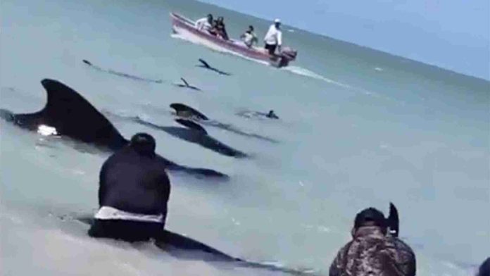 Ballenas se quedan varadas en playa de Celestún, Yucatán