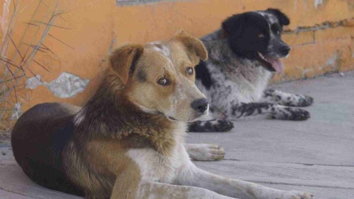 Dan 3 años de prisión a hombre que mató a dos perritos a machetazos en Puebla