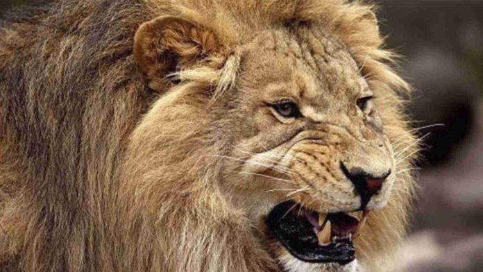 León mata a hombre que intentó tomarse una selfie con él