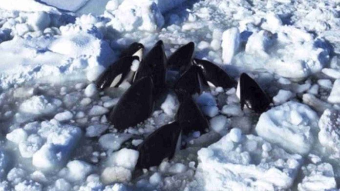Orcas quedan atrapadas en el hielo