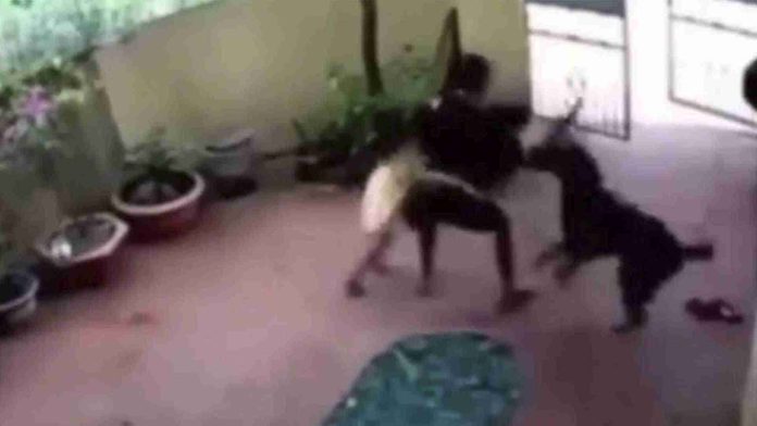 Perrito finge su muerte para salvar a una niña