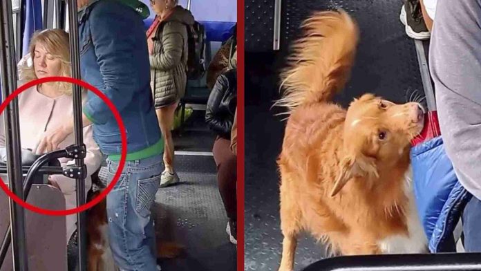 Perrito recupera cartera robada de su dueña en el transporte público