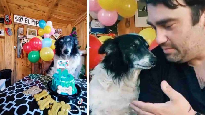 #Video: 'Pipo' cumplió 14 años y se viraliza por felicitación de su dueño