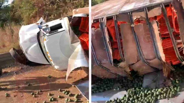 #Video: Vuelca tractocamión cargado con aguacate en Ziracuaretiro