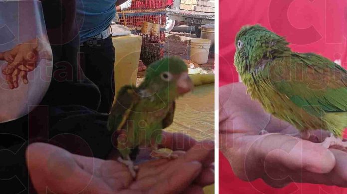 Continúa en mercados de Morelia la venta de animales exóticos y en peligro de extinción