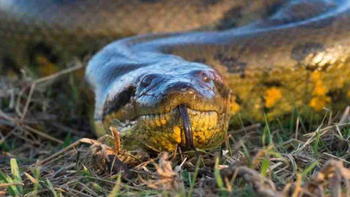 #Video: Histórico, Científicos descubren a la anaconda mas grande del mundo