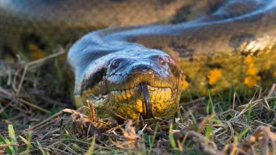 #Video: Histórico, Científicos descubren a la anaconda mas grande del mundo #Video: Histórico, Científicos descubren a la anaconda mas grande del mundo