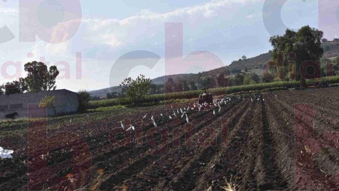 Productores agrícolas esperan mejores temporales de lluvias