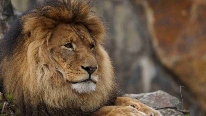León mata a un hombre que se acercó para tomarse una foto con él