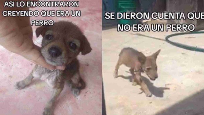 Adoptan a perrito callejero sin saber que era una cría de coyote